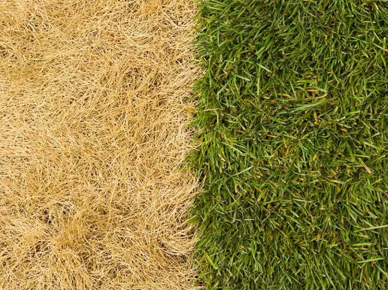 Will Bleach Kill Grass?