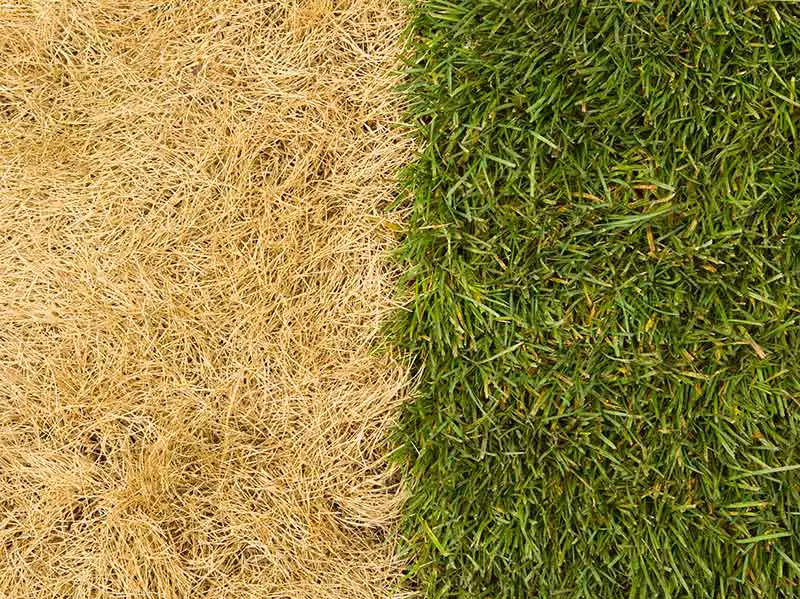 side by side image depicting bleached, dried grass next to healthy green grass