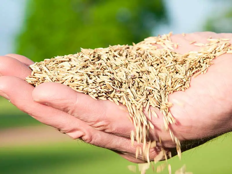 someone holding a palmful of grass seed in their hand