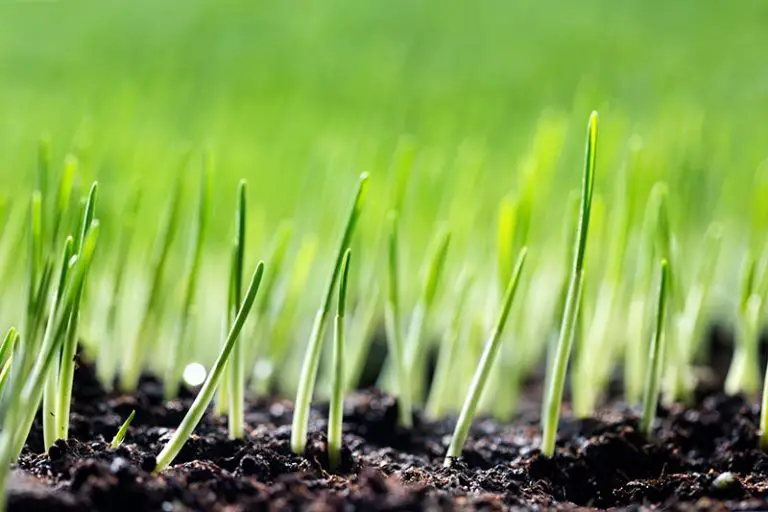 How Long Does Grass Seed Take to Grow?