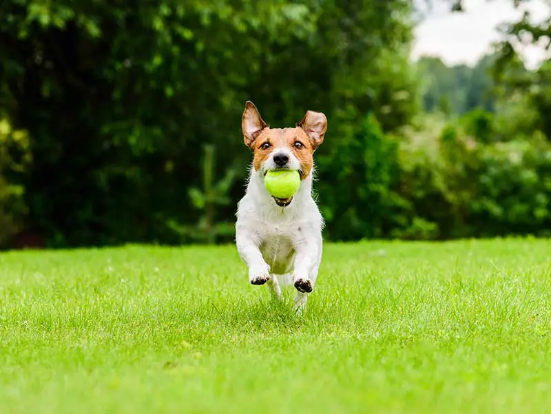 a dog with a ball in its mouth running through grass