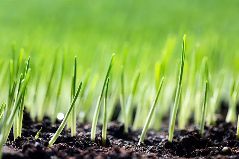 grass seedlings beginning to grow 