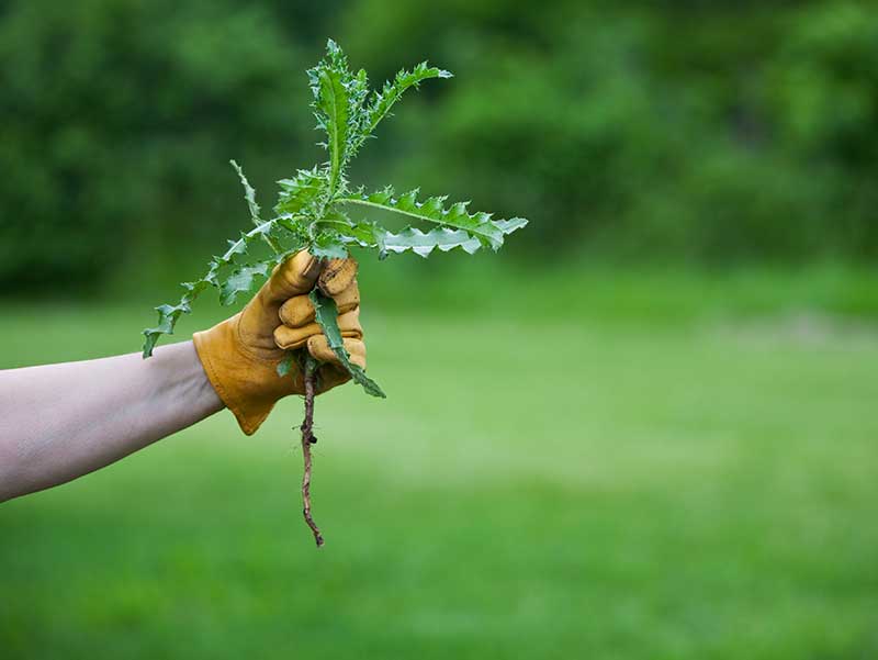 a clump of weeds being held up by a gloved hand
