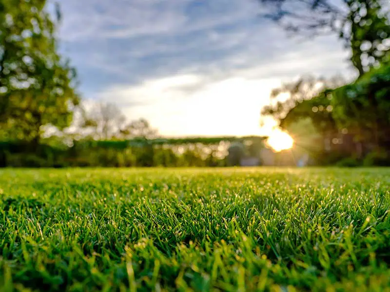 freshly cut lawn being lit up by a sunset in the distance 