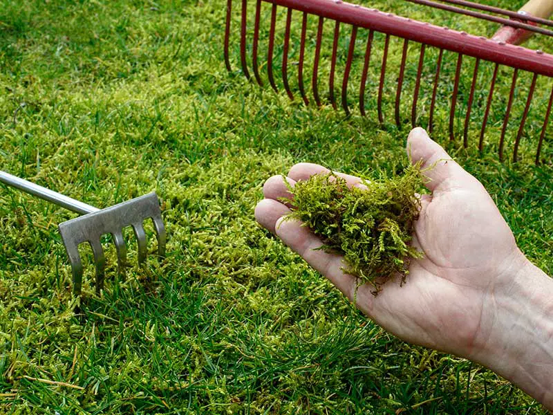 a hand holding a bunch of moss over a lawn