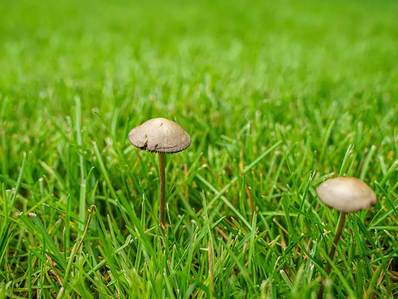 two mushrooms growing amongst grass