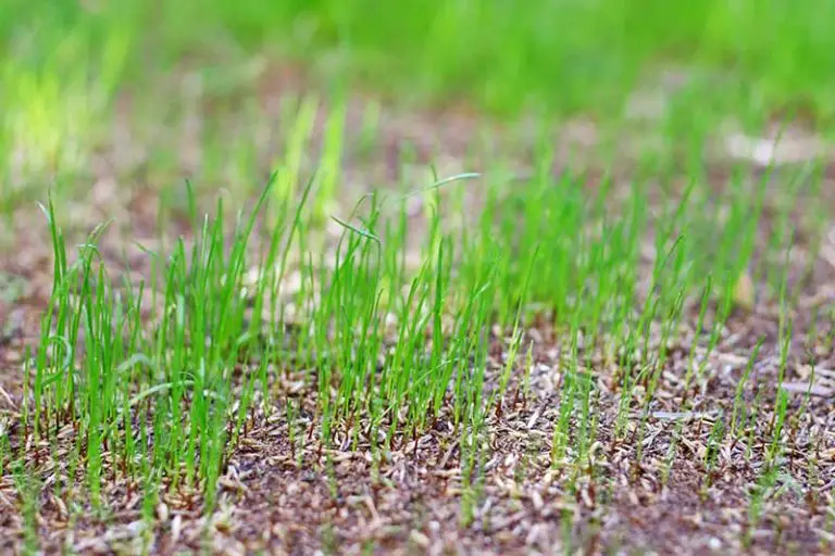 How to Plant Grass Seed