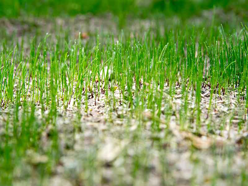 growing grass seedlings close up