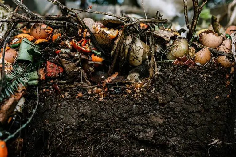 Brew Your Own Compost Tea for a Healthy Lawn