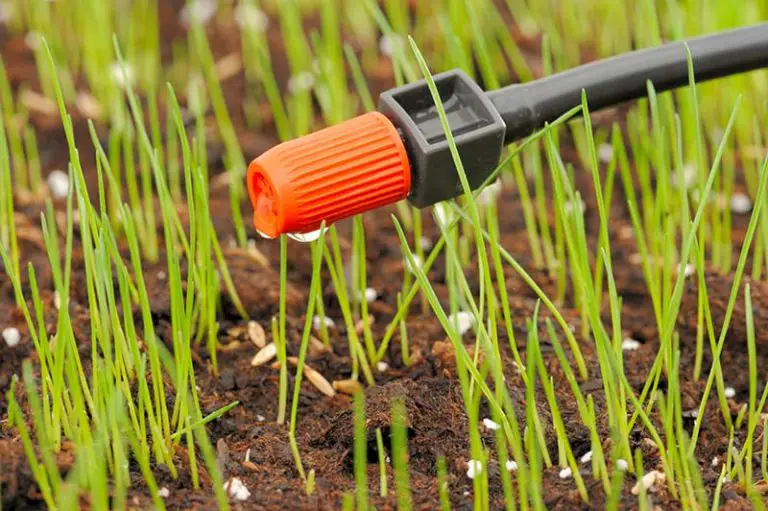 How Often to Water Grass Seed