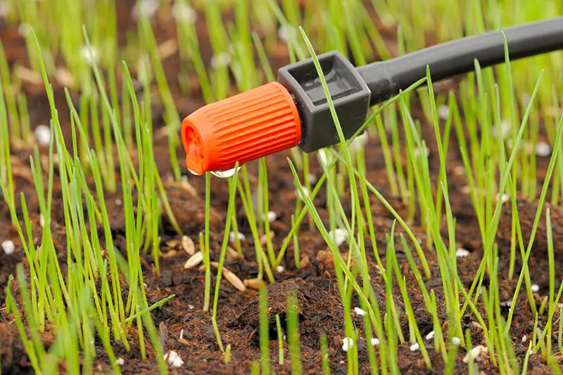 grass seedlings being watered by a small hose