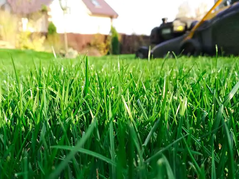 close up of grass blades on lawn
