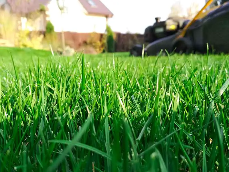 fresh green grass being mowed