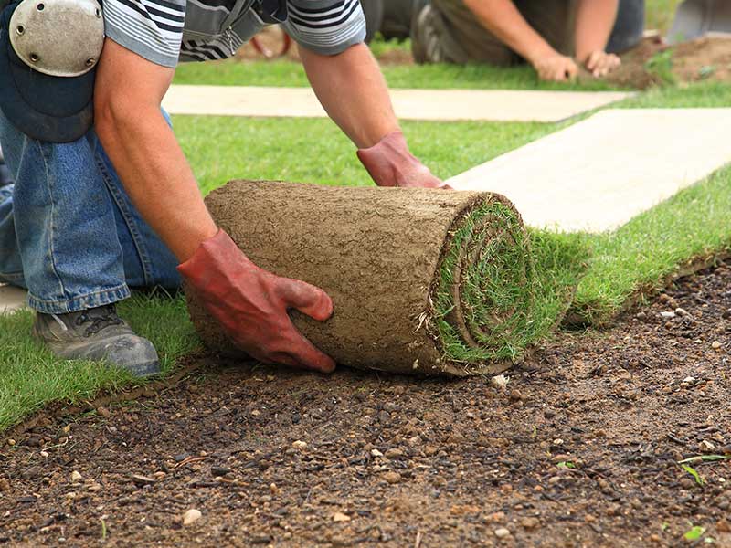 a person laying roll of sod on lawn