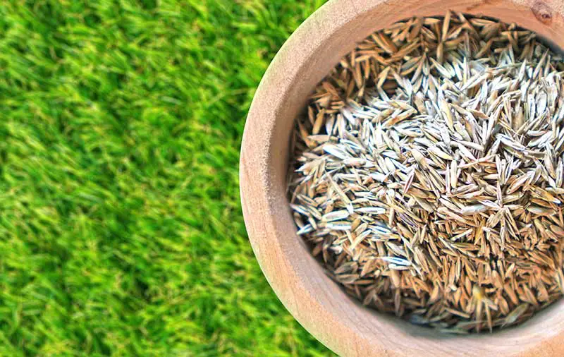 a wooden pot containing grass seed being held above the lawn