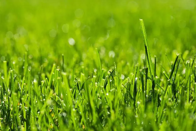 Can You Mow Wet Grass?
