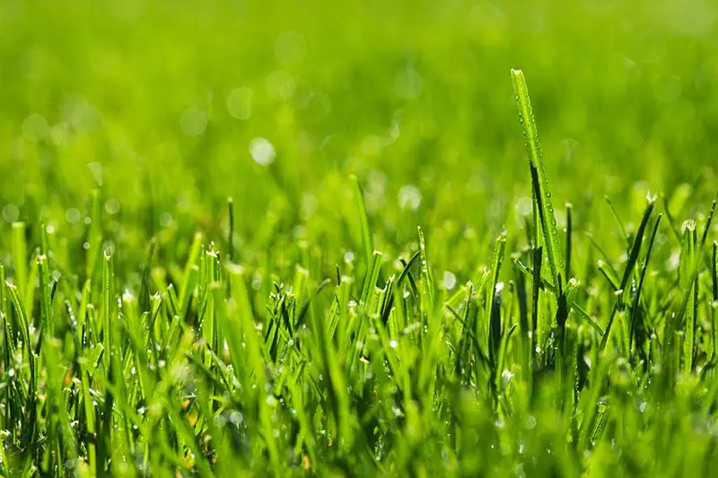 droplets of water on green grass blades