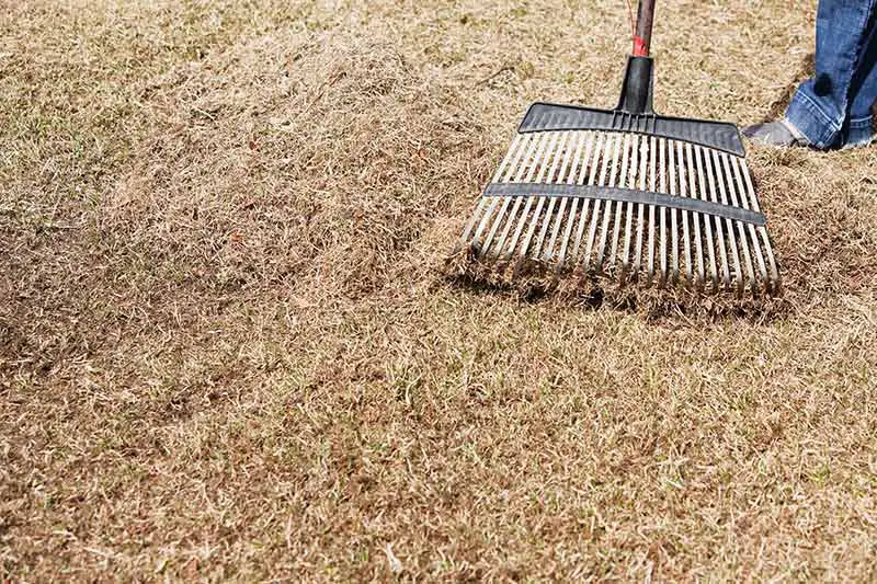 a dethatching rake being ran across the soil of a damaged lawn