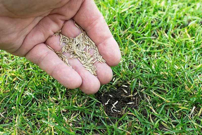 a hand gently pouring some grass seed into the grass