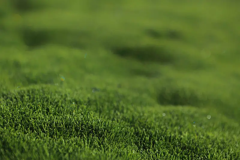a closeup of a bubbly and uneven lawn
