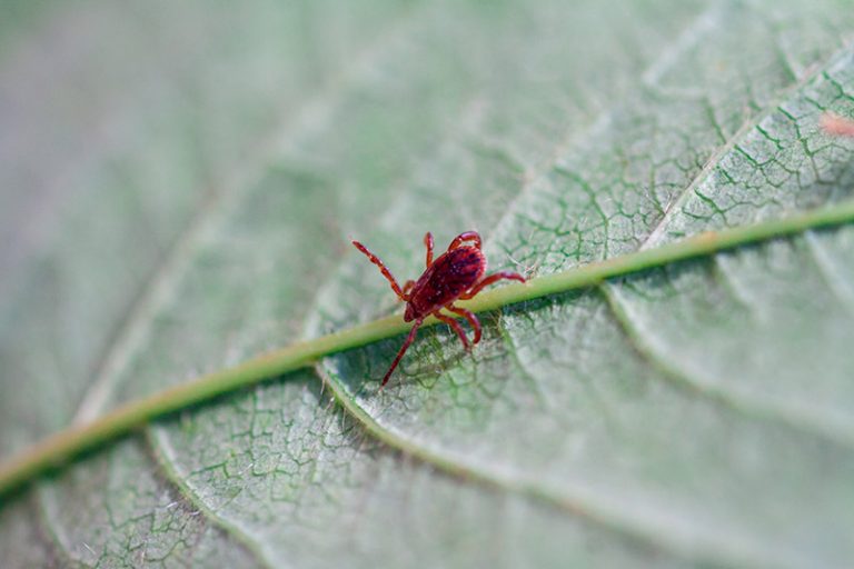 How to Get Rid of Chiggers in Yard