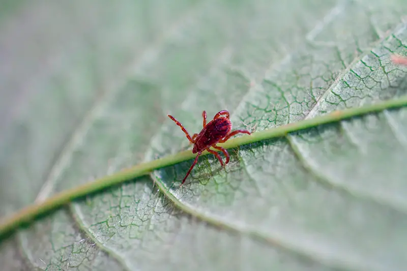 a chigger sitting on a leaf