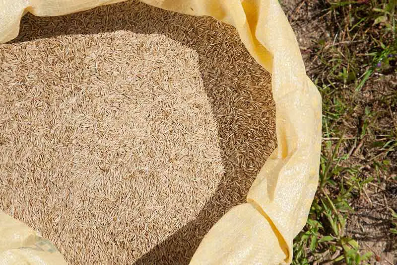 a bag of grass seed being held above the grass