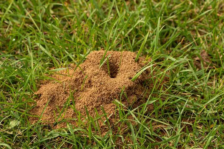 Get Rid of Ants in Yard