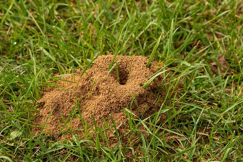 an ant hole located in the middle of a patch of grass