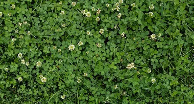 How to Get Rid of Clover in Lawn