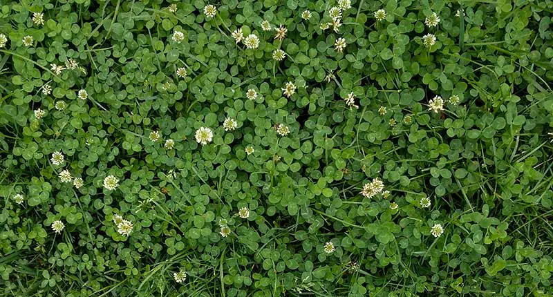 a patch of grass littered with clover