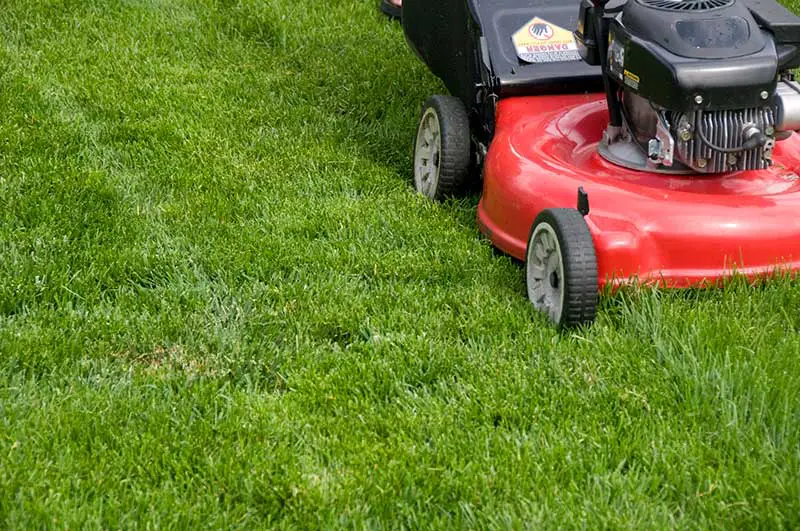 a red lawn mower trims the grass as it is walked