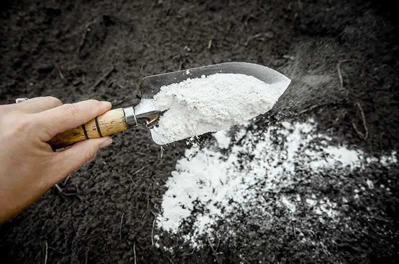 hand placing white powdered calcium onto soil with trowel