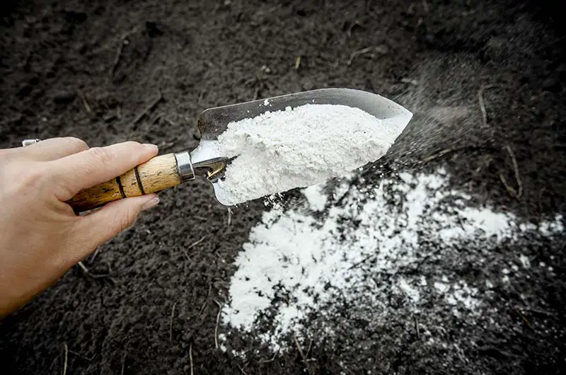 calcium on a trowel being sprinkled onto soil below