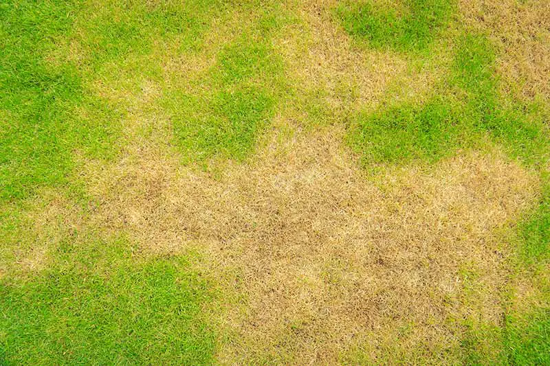 brown, patchy grass caused by brown patch fungus