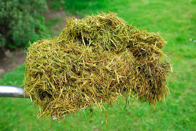 grass clippings being held up with a pitchfork 