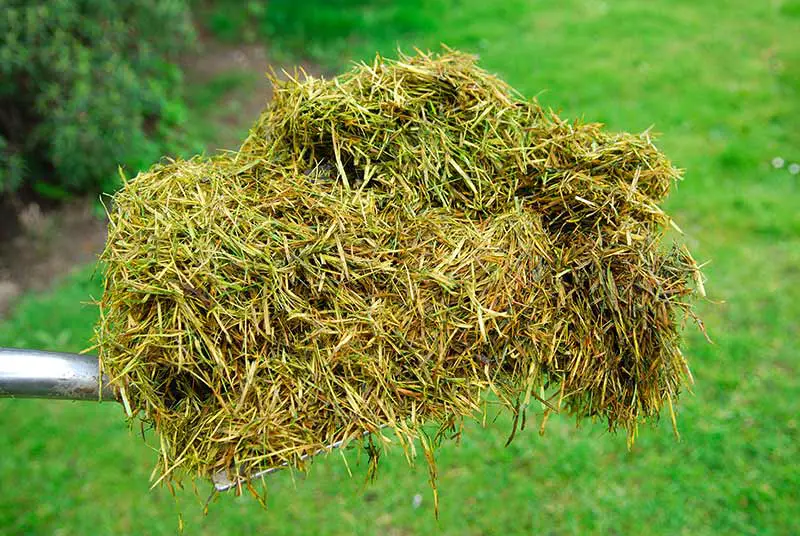 garden shovel holding a bunch of grass clippings