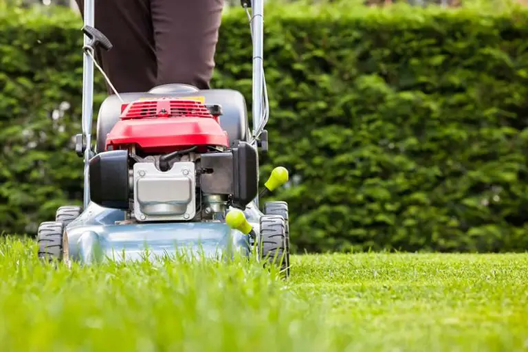 What Is the Best Height to Cut Grass?