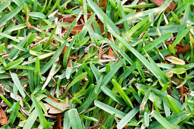 st augustine grass that has began browning