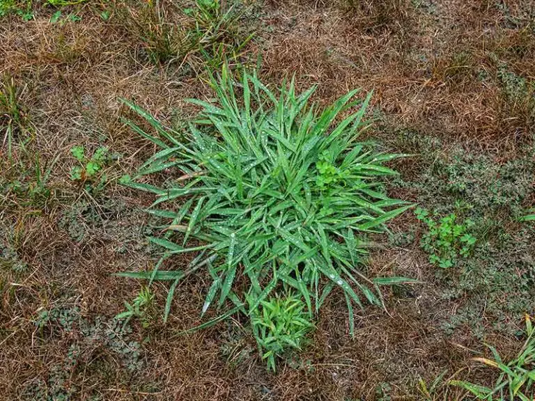 How to Get Rid of Crabgrass