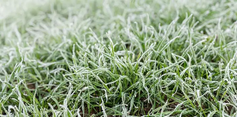 How Short to Cut Grass Before Winter