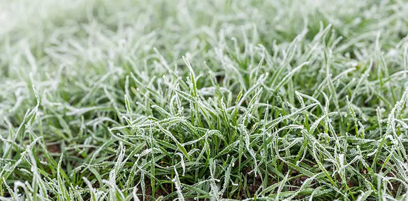 frosty grass 