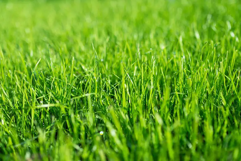 fresh, green grass