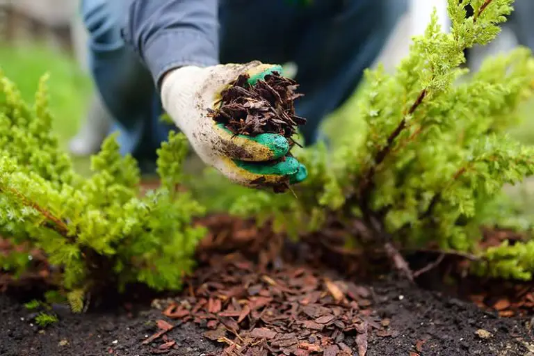 What is Mulch?