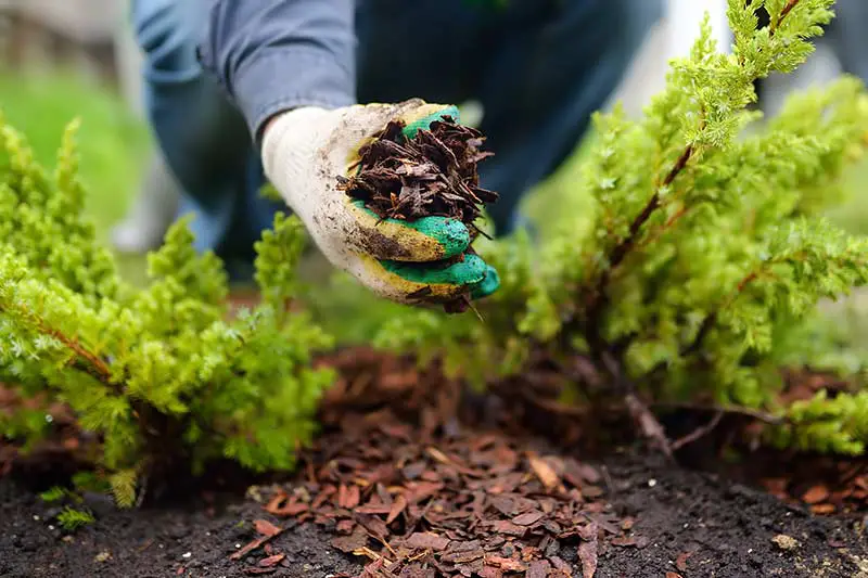 a person holding a handful of mulch as they lean over a patch of soil