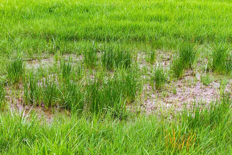 a patchy lawn with grass growing sparingly throughout