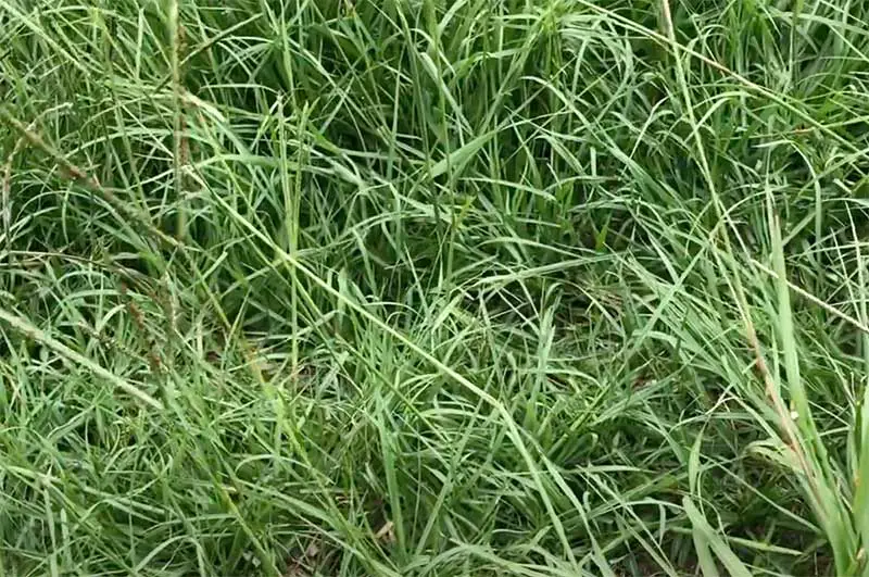 long green blades of bahia grass