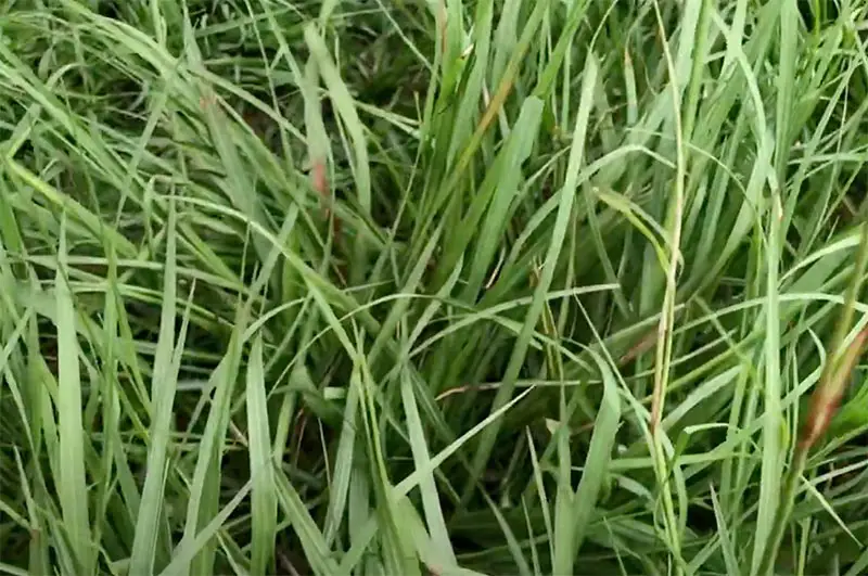 long green blades of bahia grass close up