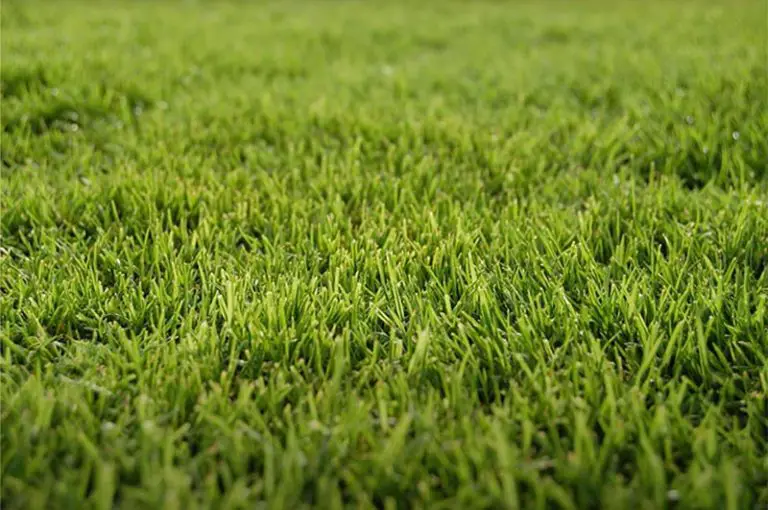 Grow Your Lawn with Warm-Season Grasses