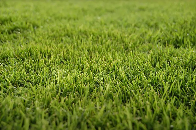 a lawn full of green bermuda grass
